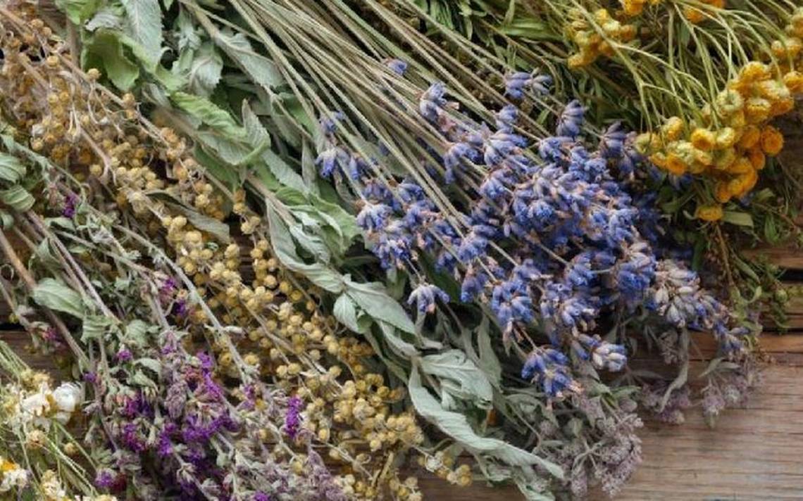 Propiedades de las plantas medicinales digestivas